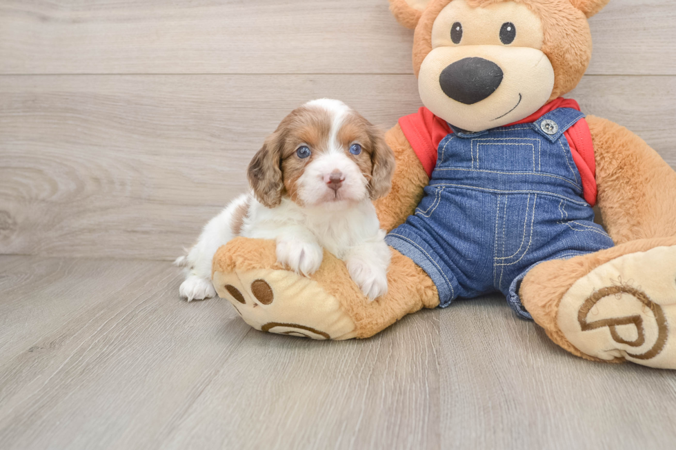 Cute Cavapoo Baby