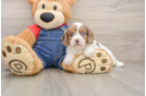 Popular Cavapoo Poodle Mix Pup