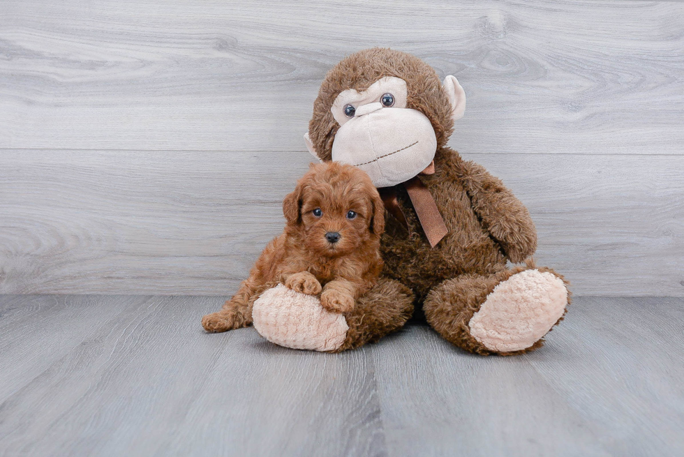 Best Cavapoo Baby