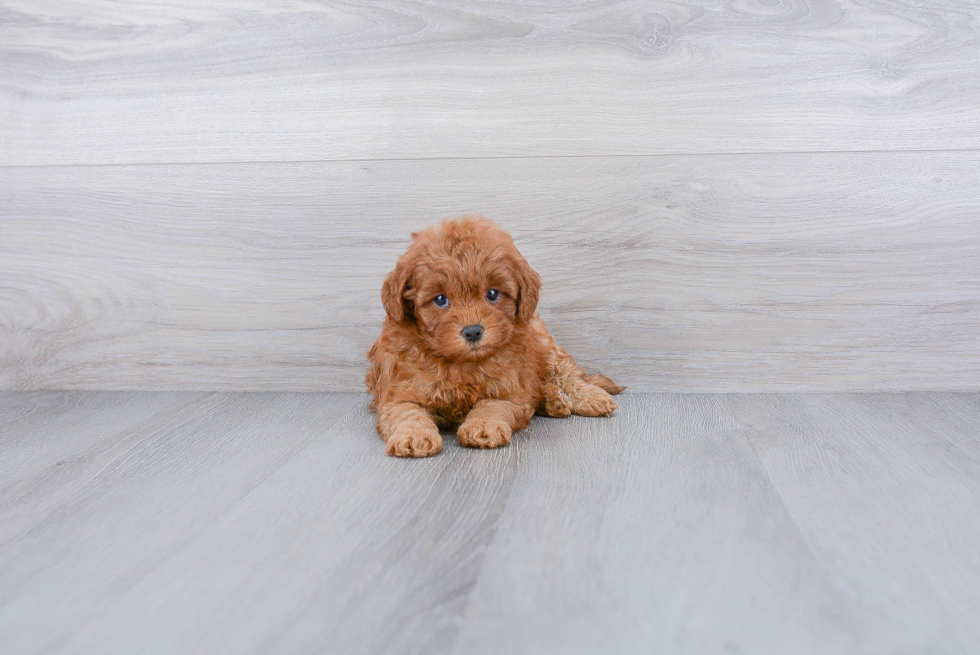 Cavapoo Puppy for Adoption