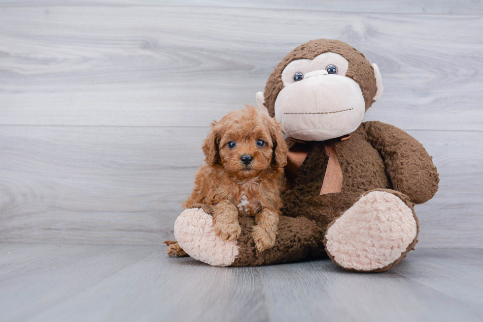 Cavapoo Pup Being Cute