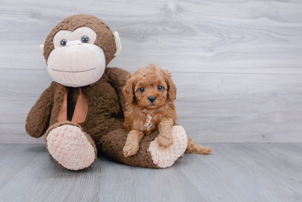 Cavapoo Pup Being Cute