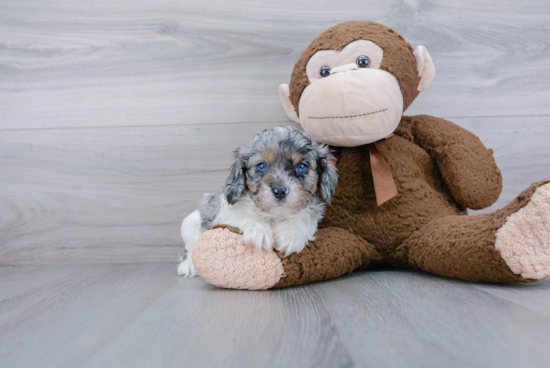 Best Cavapoo Baby