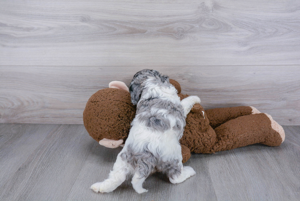 Cavapoo Pup Being Cute