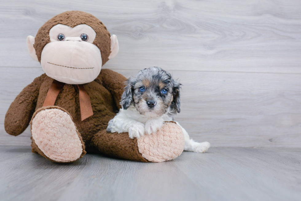 Cavapoo Pup Being Cute