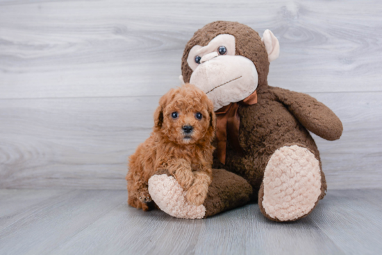 Cavapoo Pup Being Cute