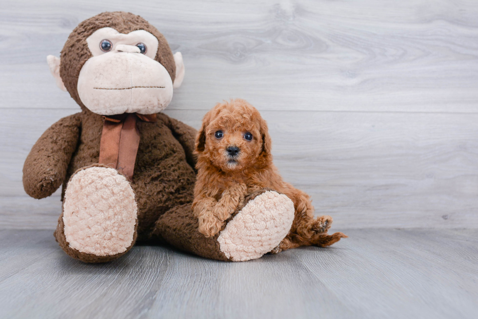 Best Cavapoo Baby