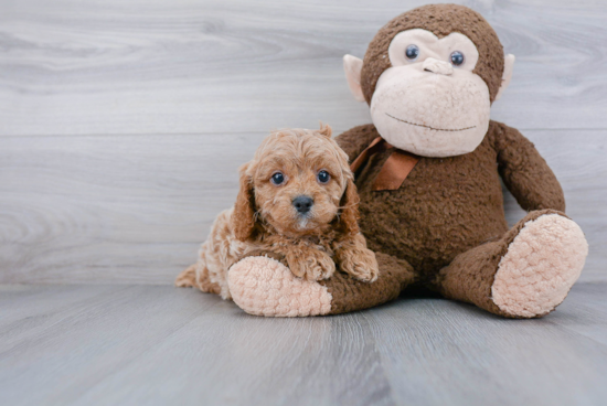 Playful Cavoodle Poodle Mix Puppy