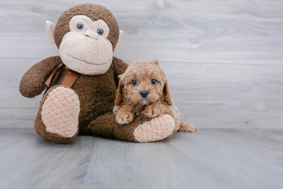 Fluffy Cavapoo Poodle Mix Pup