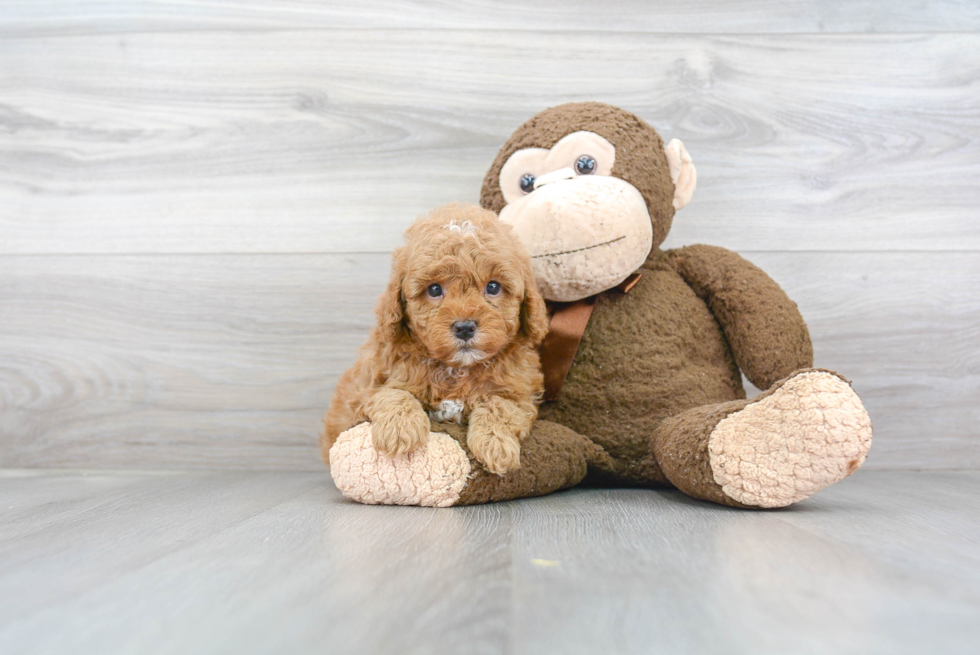 Smart Cavapoo Poodle Mix Pup