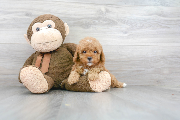 Smart Cavapoo Poodle Mix Pup