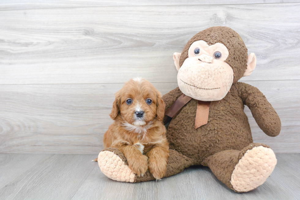 Best Cavapoo Baby