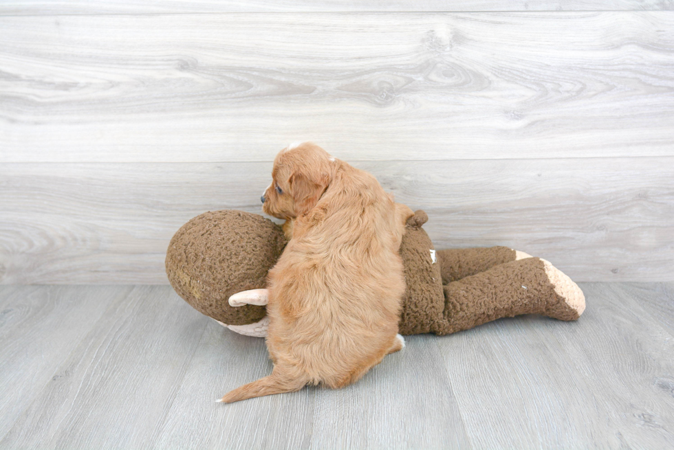 Cavapoo Pup Being Cute