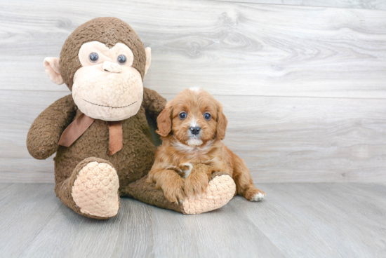 Cavapoo Puppy for Adoption