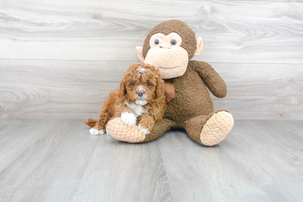 Happy Cavapoo Baby