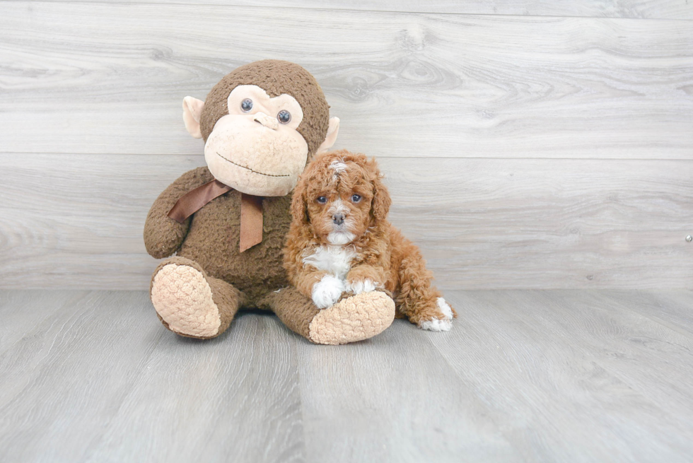 Small Cavapoo Baby