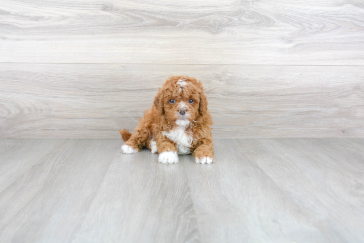 Friendly Cavapoo Baby