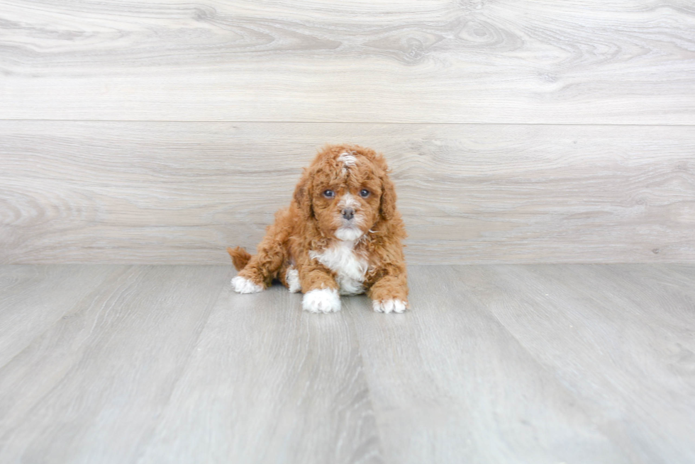 Friendly Cavapoo Baby