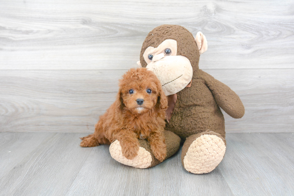 Playful Cavoodle Poodle Mix Puppy