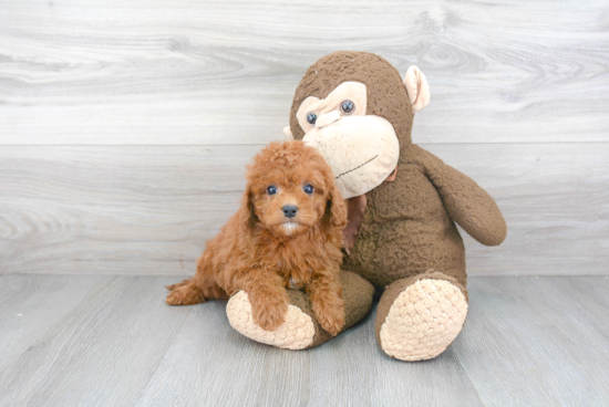 Playful Cavoodle Poodle Mix Puppy