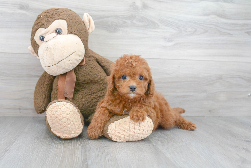 Funny Cavapoo Poodle Mix Pup