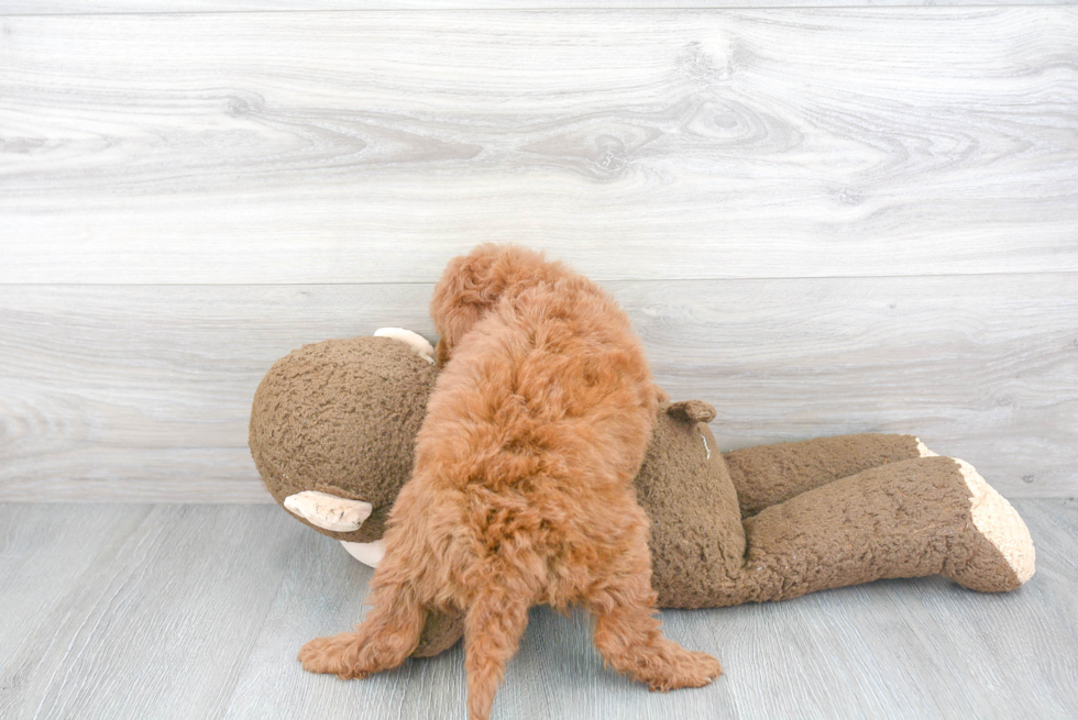 Happy Cavapoo Baby