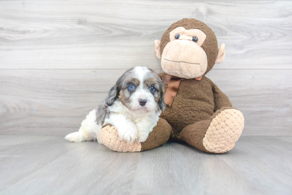 Cavapoo Pup Being Cute