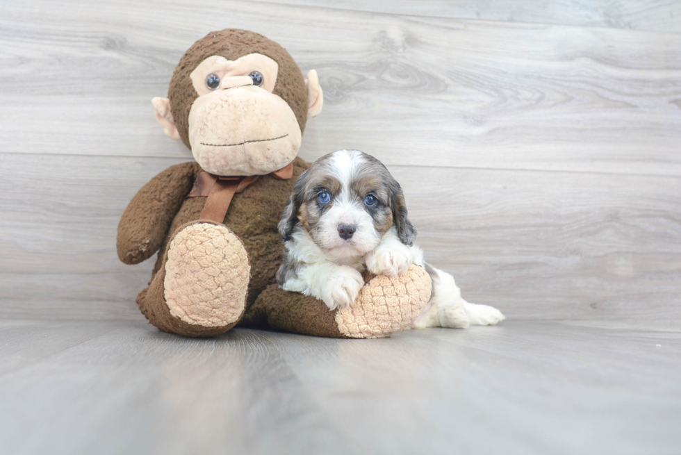 Cavapoo Puppy for Adoption