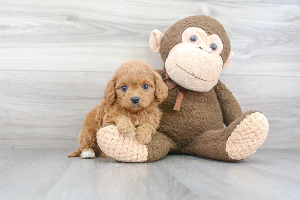 Cavapoo Puppy for Adoption