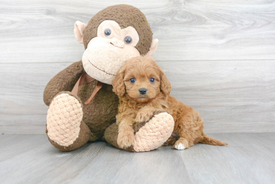 Cavapoo Pup Being Cute