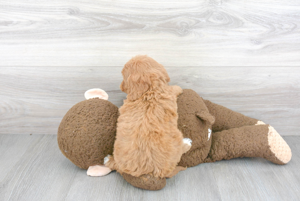 Cavapoo Pup Being Cute