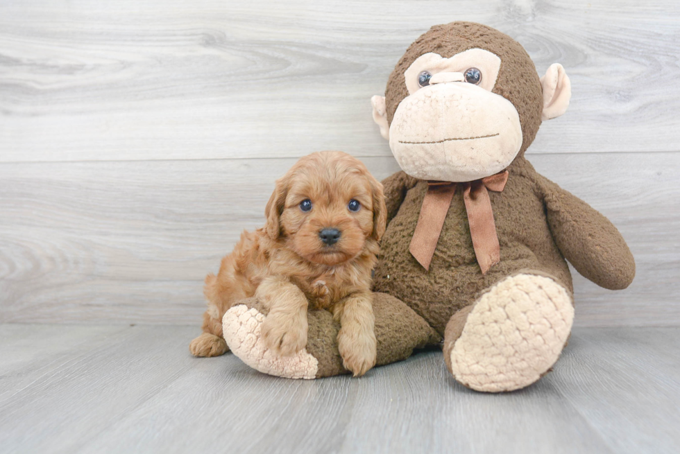 Cavapoo Puppy for Adoption