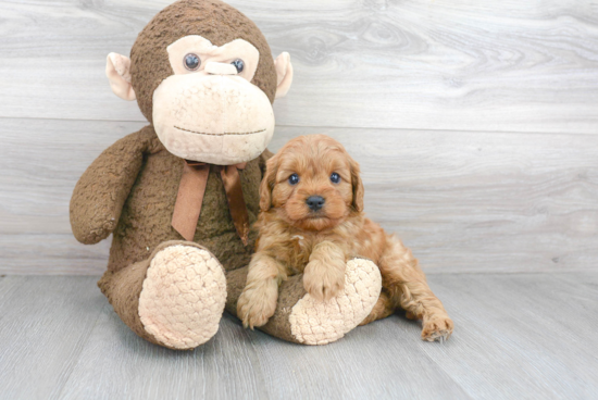 Adorable Cavoodle Poodle Mix Puppy