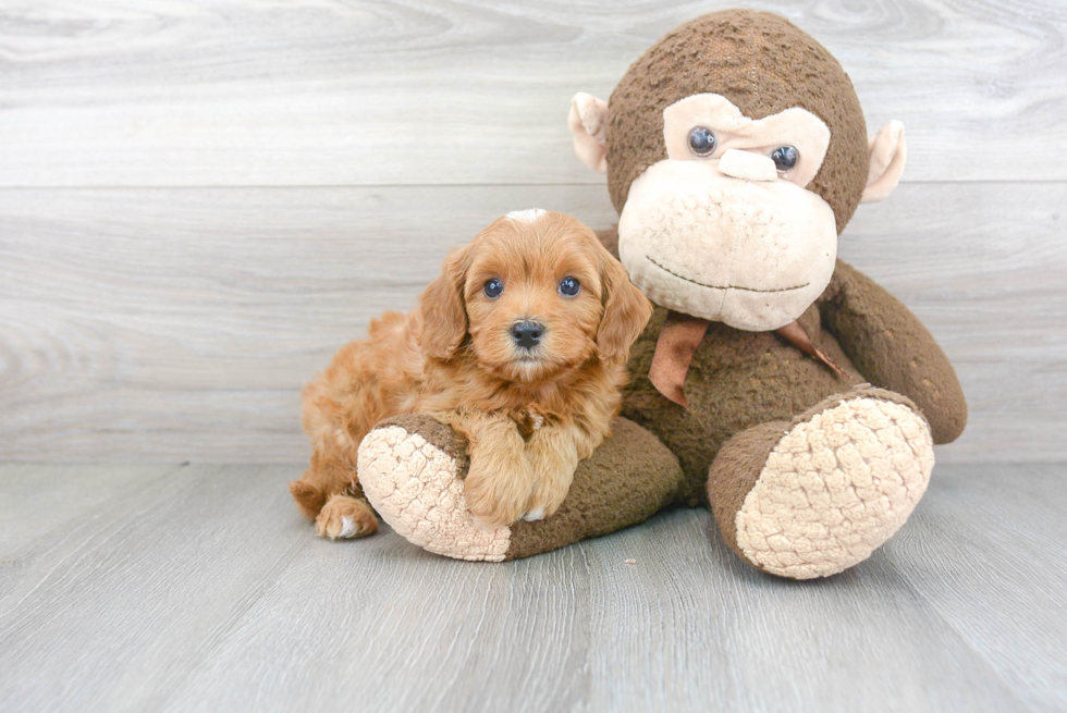 Cavapoo Pup Being Cute