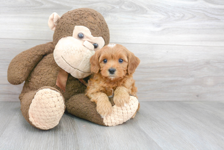 Sweet Cavapoo Baby