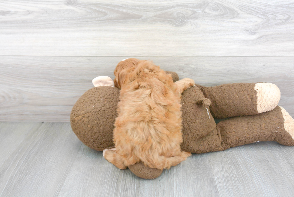 Cute Cavapoo Baby