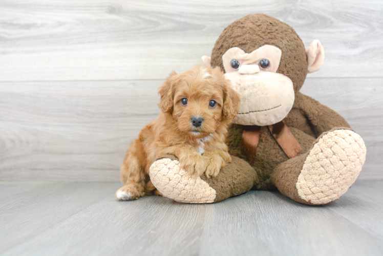 Cavapoo Pup Being Cute