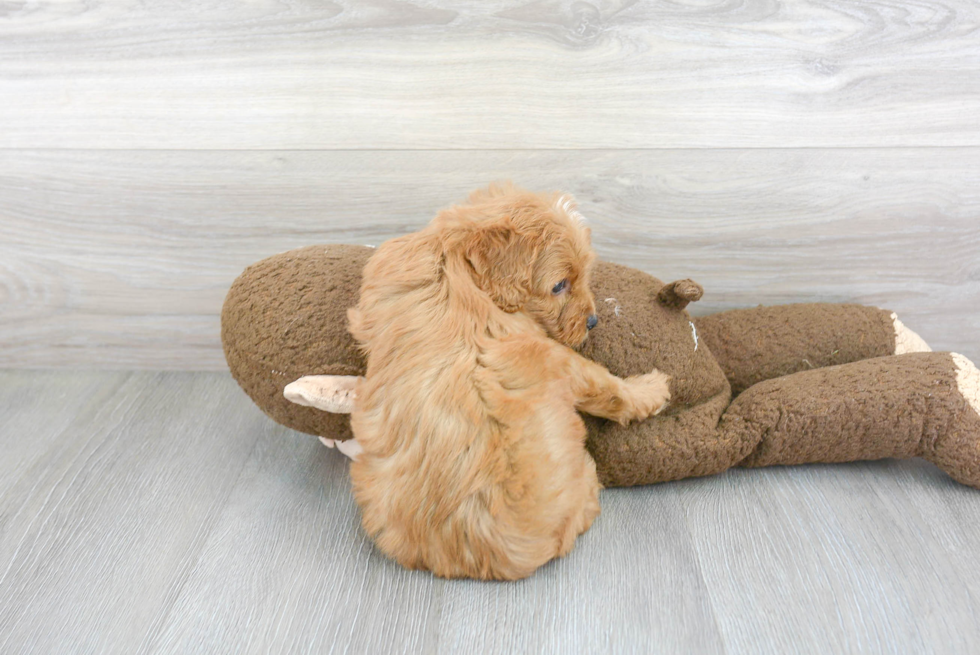 Smart Cavapoo Poodle Mix Pup