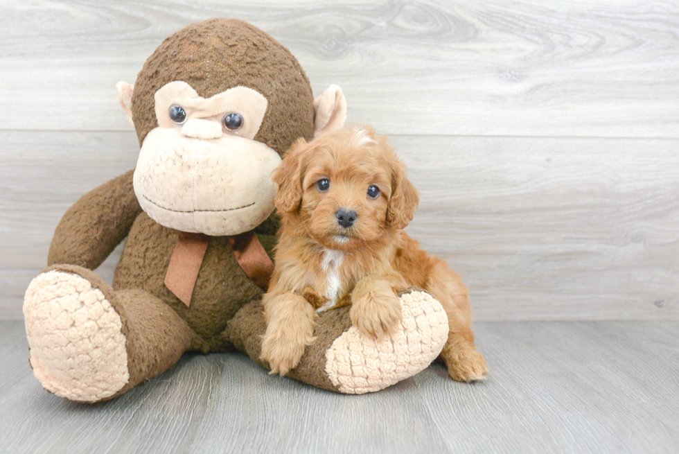 Cavapoo Puppy for Adoption