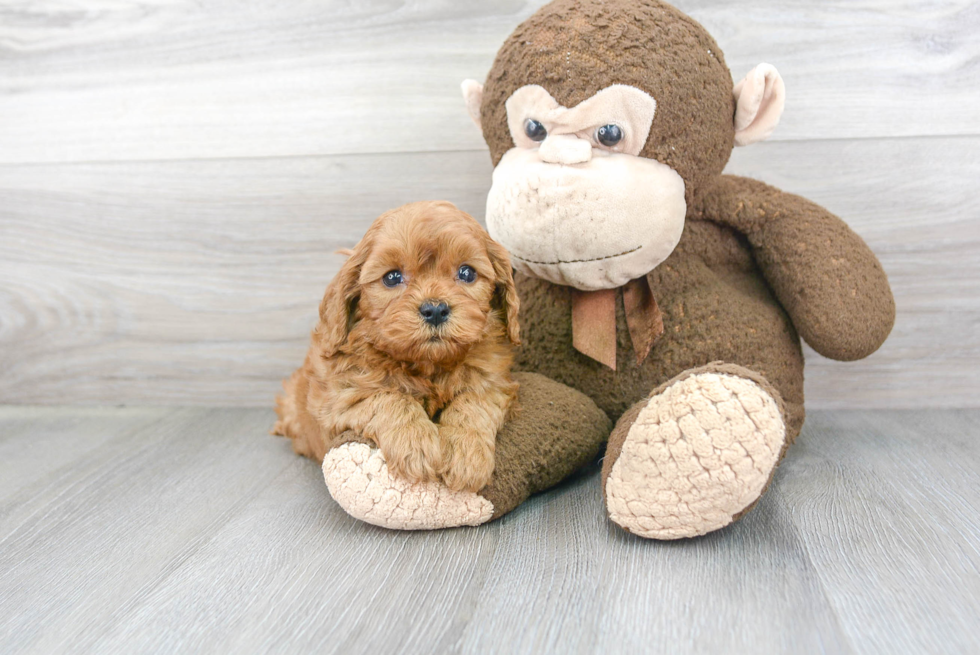 Best Cavapoo Baby