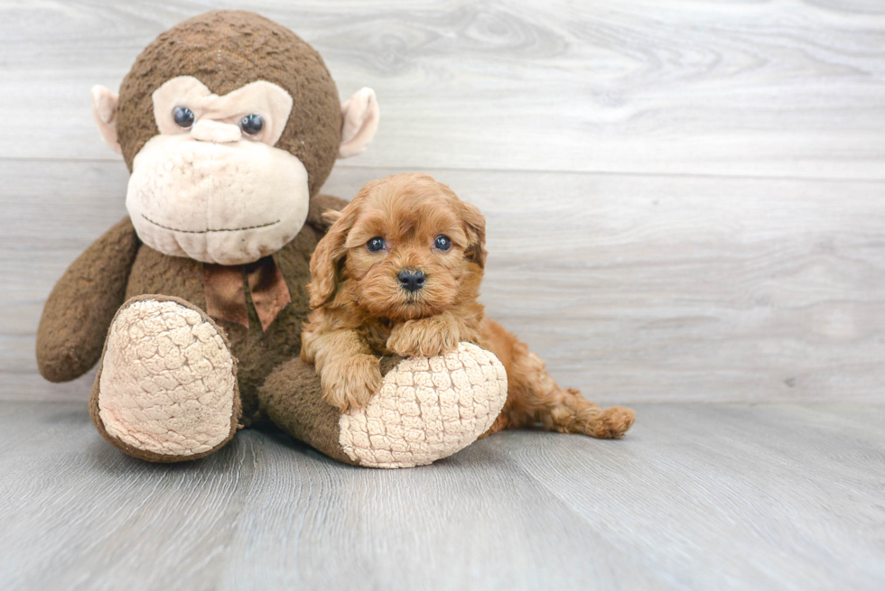 Small Cavapoo Baby