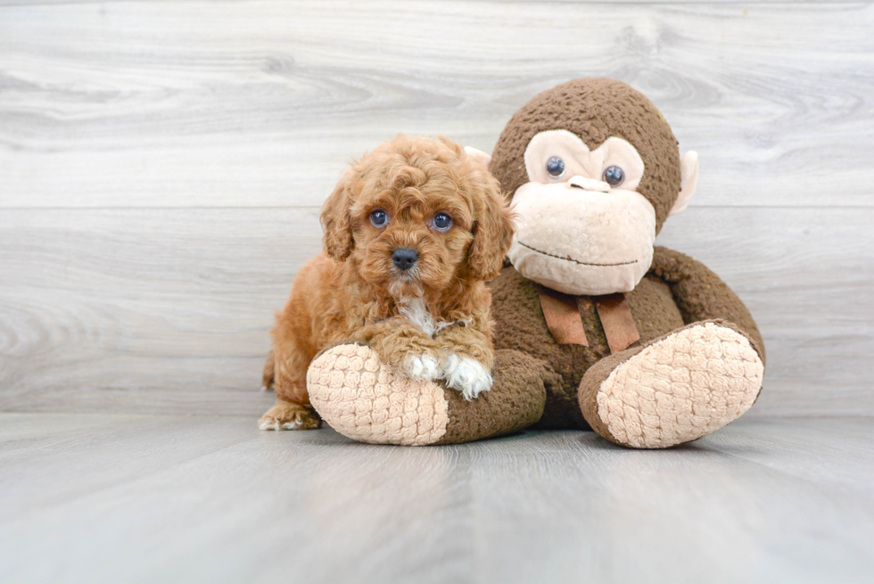 Best Cavapoo Baby