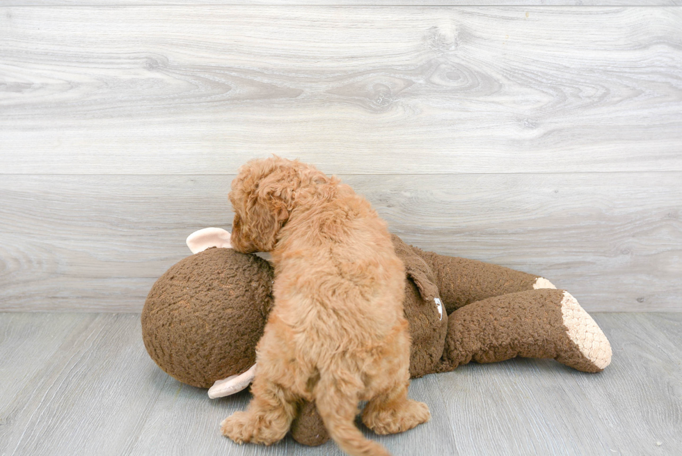 Cavapoo Pup Being Cute