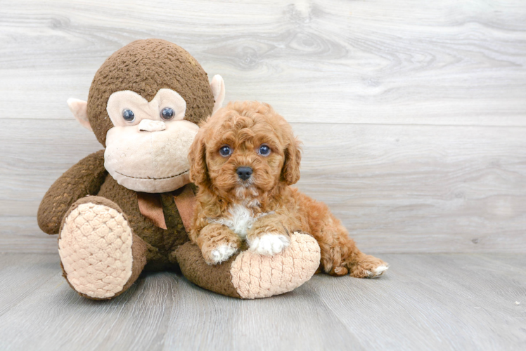 Popular Cavapoo Poodle Mix Pup