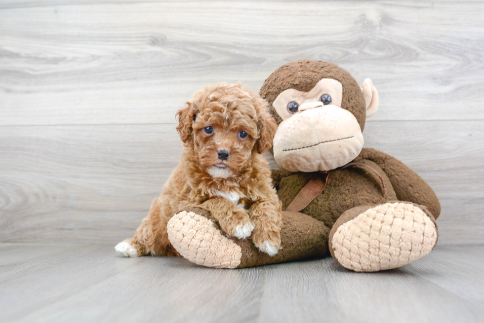 Cavapoo Pup Being Cute