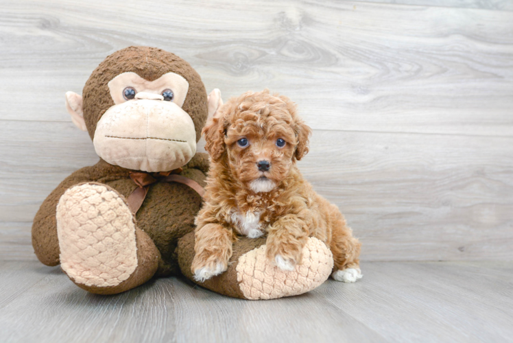 Cavapoo Pup Being Cute