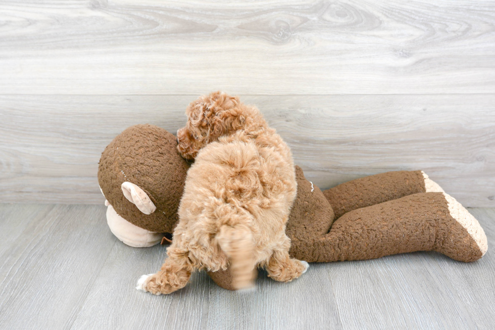 Cavapoo Pup Being Cute