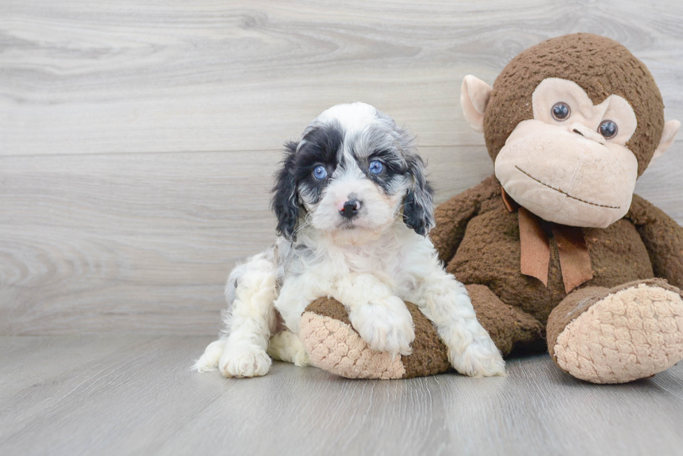 Funny Cavapoo Poodle Mix Pup