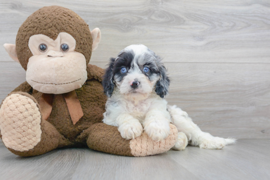 Friendly Cavapoo Baby