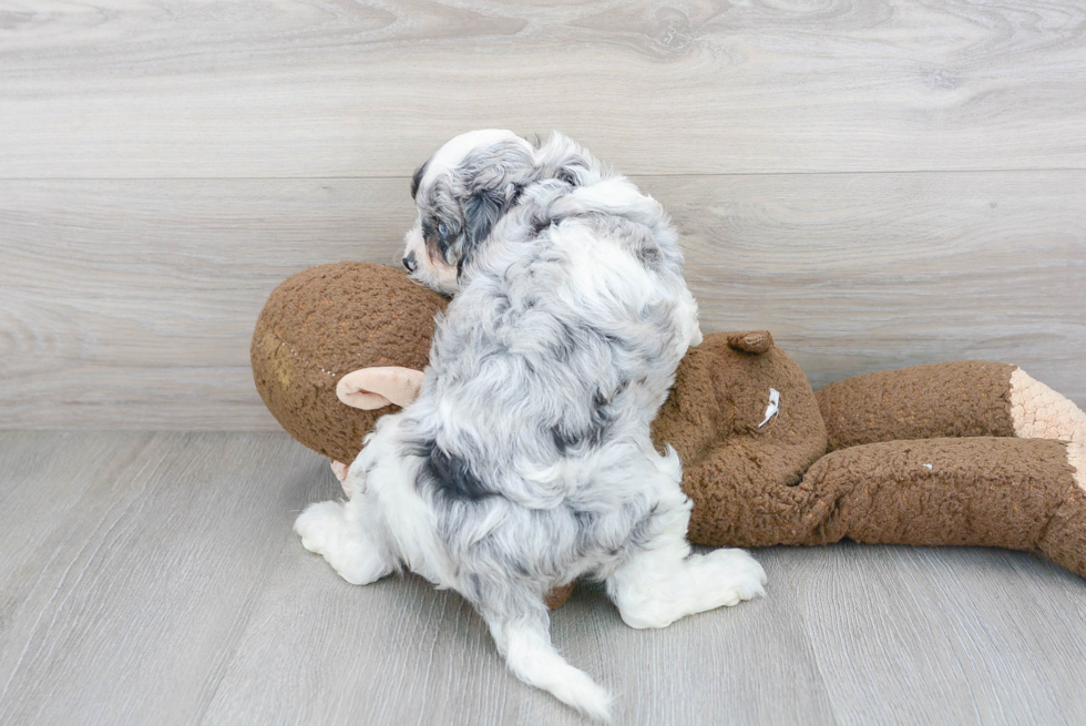 Hypoallergenic Cavoodle Poodle Mix Puppy